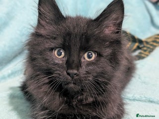 Mixed Breed cats Spynx X maincoon - Advert 16