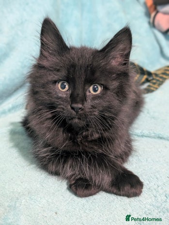 Mixed Breed cats Spynx X maincoon - Advert 3