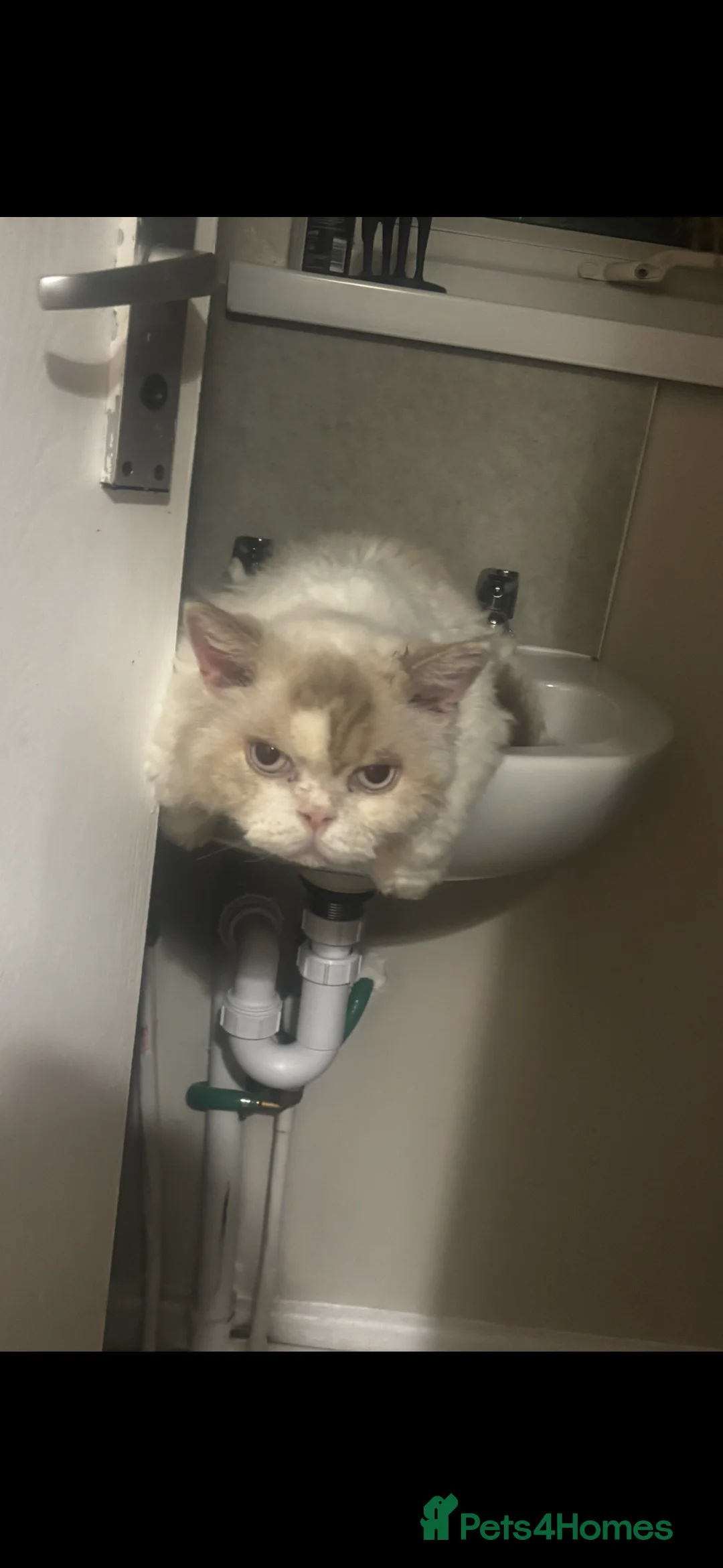 Selkirk Rex cats for sale: selkirk rex X persian  - Advert 3