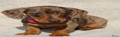 Miniature Dachshund 3