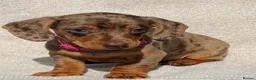 Miniature Dachshund dogs for sale: Miniature dachshund puppies  in Carmarthen - Advert 4