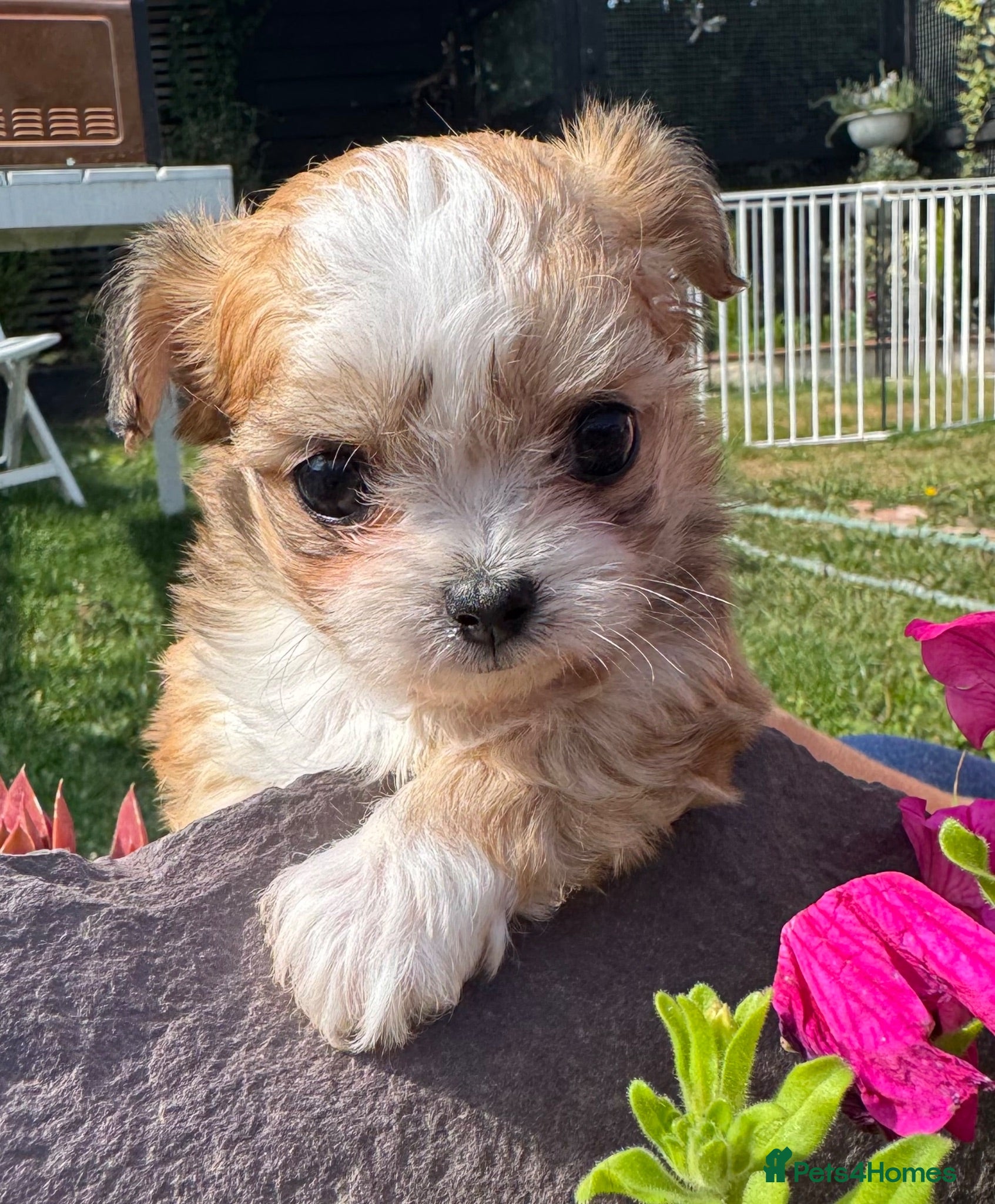 Chihuahua dogs Maltipoo x chihuahua  - Advert 11
