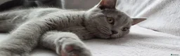 British Shorthair cats for sale: British short hair kittens  - Advert 7