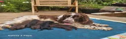 Sproodle dogs for sale: Stunning Sproodles puppys for sale in Maybole - Advert 22