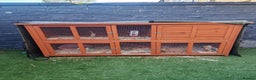 Dwarf Lop rabbits for sale: Rabbit  - Advert 2