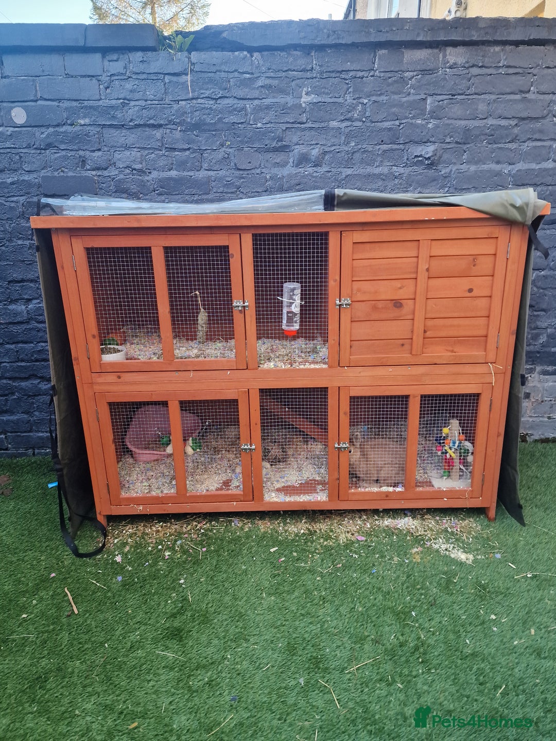 Dwarf Lop rabbits for sale: Rabbit  - Advert 2