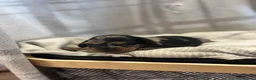 Miniature Dachshund dogs for sale: Miniature dachshunds  - Advert 8