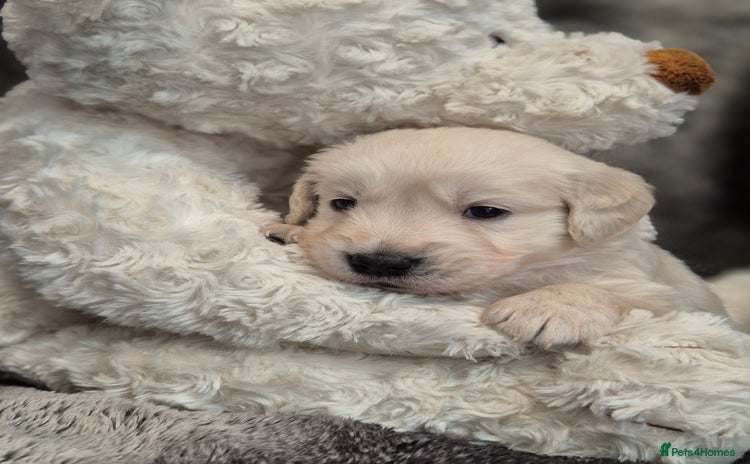 Golden Retriever dogs - Advert 12