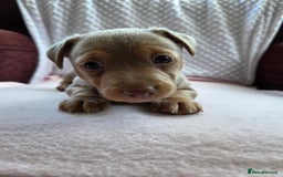 Jack Russell dogs for sale: *Only Lilac&Tan Girl Available* Beautiful JR Pups in Goole - Image 6