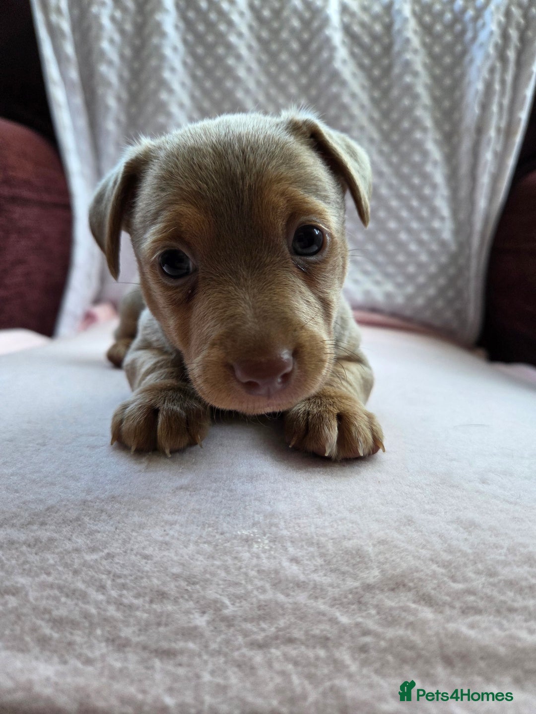 Jack Russell dogs for sale: *Only Lilac&Tan Girl Available* Beautiful JR Pups in Goole - Image 6