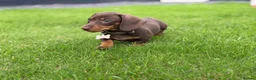 Miniature Dachshund dogs for sale: Frankie in Search of His Forever Home  in Alfreton - Advert 26