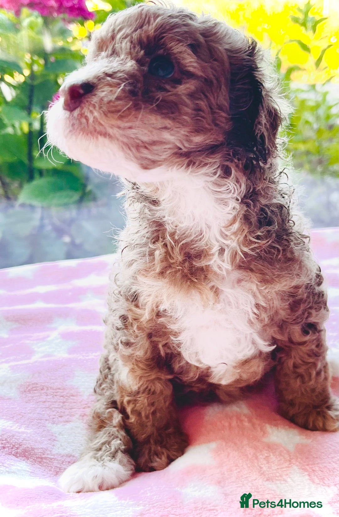 Cockapoo dogs for sale: Stunning fully DNA tested Cockapoo puppies - Image 3