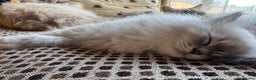 Ragdoll cats for sale: Beautiful Siberian Ragdoll cross kittens for sale - Advert 14