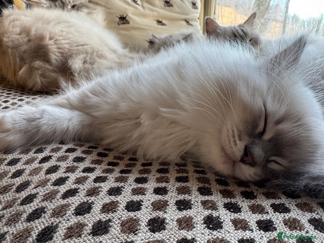 Ragdoll cats for sale: Beautiful Siberian Ragdoll cross kittens for sale - Advert 14