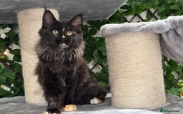 Maine Coon cats for sale: Tica Stunning Kittens  - Image 17