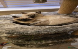 British Shorthair cats for sale: British Shorthair kittens  - Image 18
