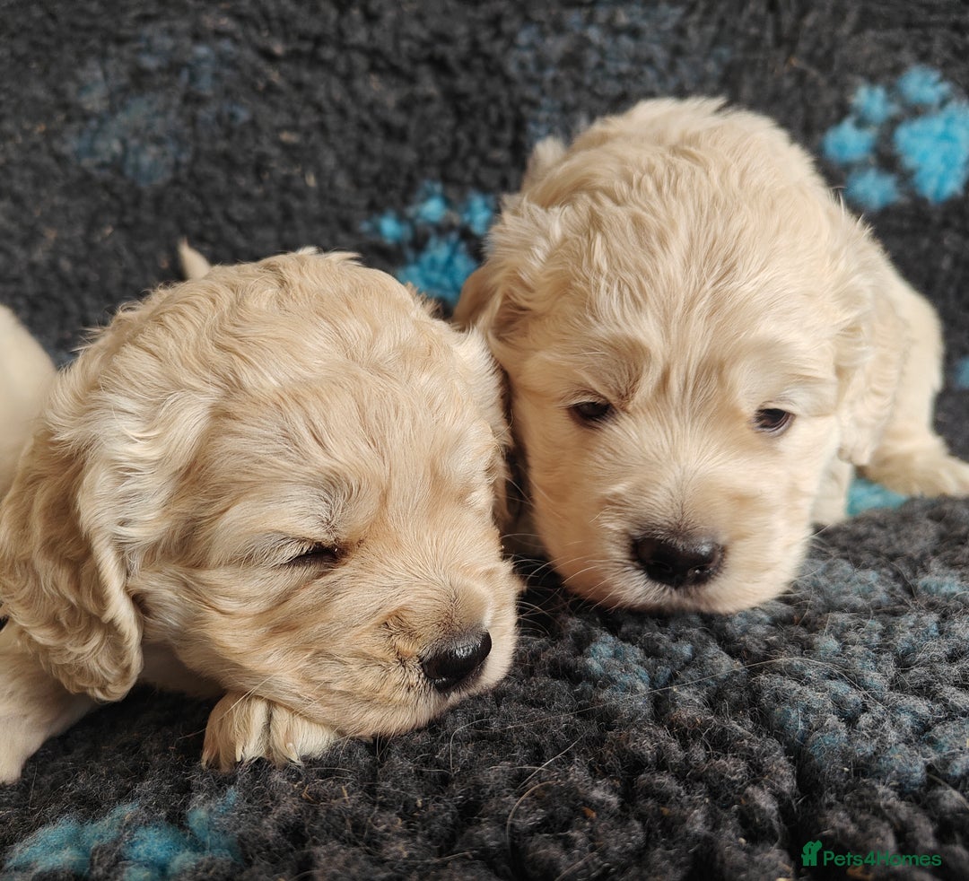 Mixed Breed dogs for sale: 🐾 Dakota Sports Retrievers 🐾 (Mini Retrievers)  - Image 13