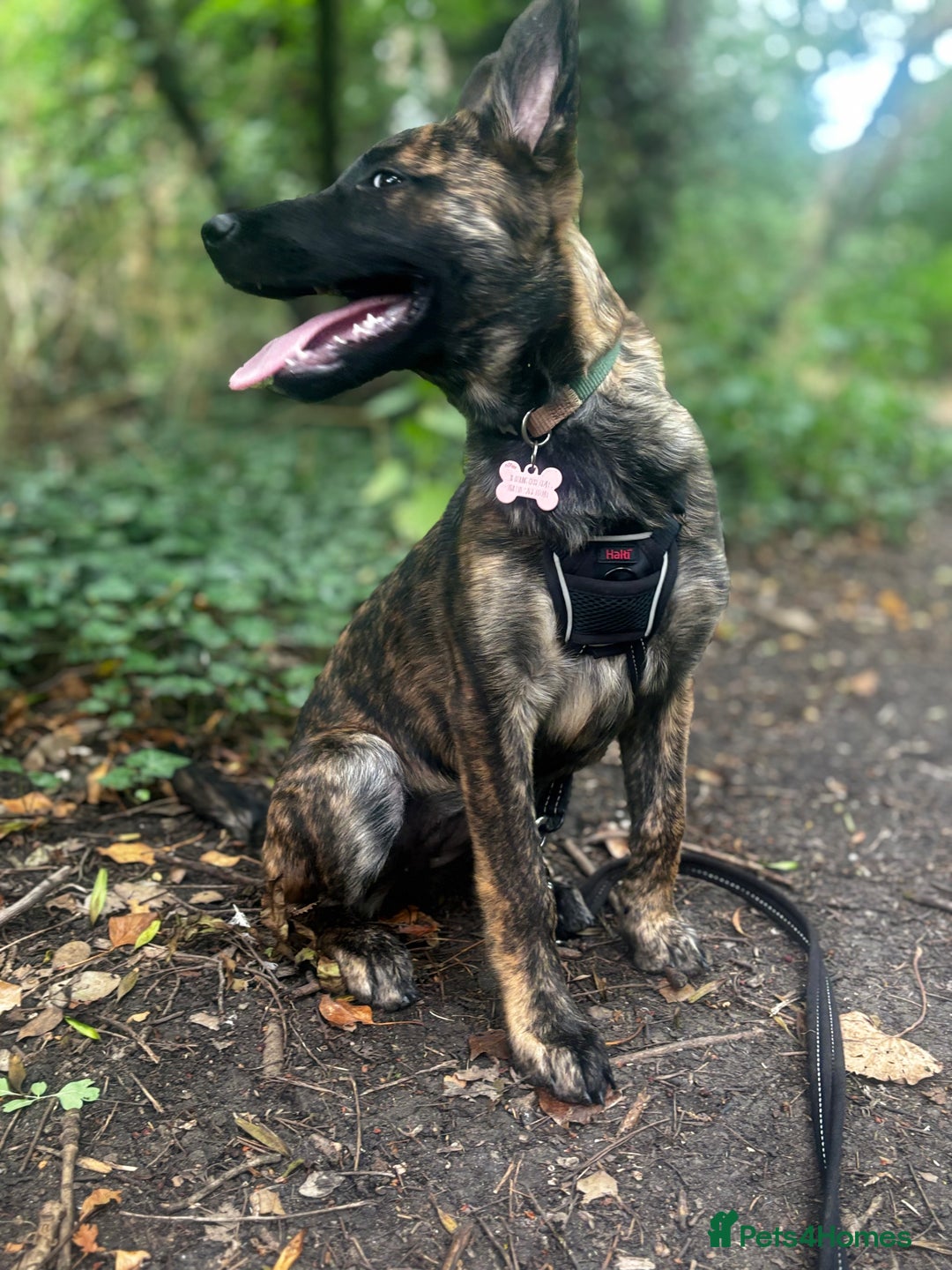 Mixed Breed dogs for sale: Shepherd Mix gorgeous girl for rehoming  - Image 8