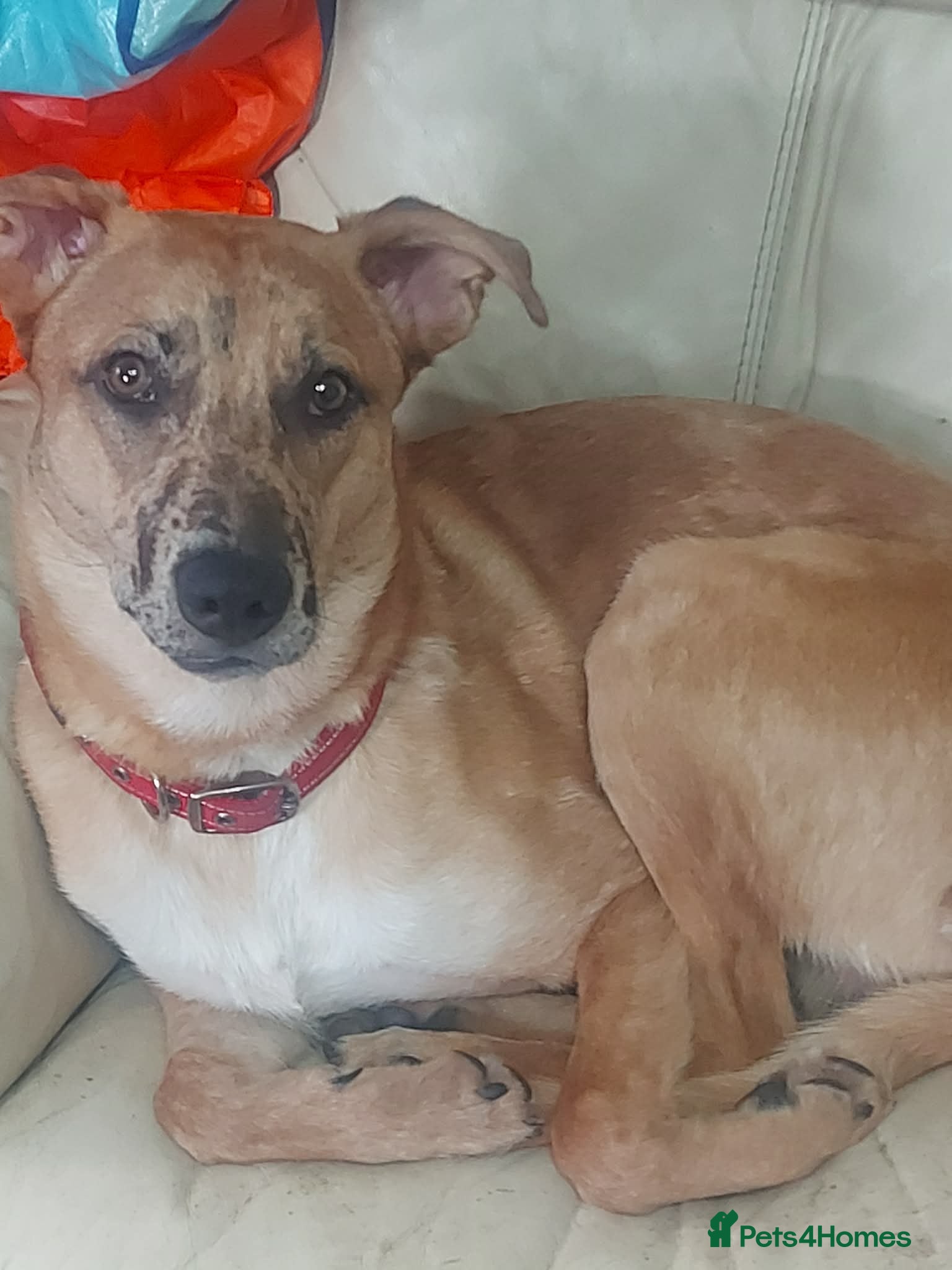 Mixed Breed dogs Cross german Shepherd  - Advert 1