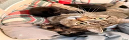 British Shorthair cats for sale: British Shorthair Kittens!  - Advert 1