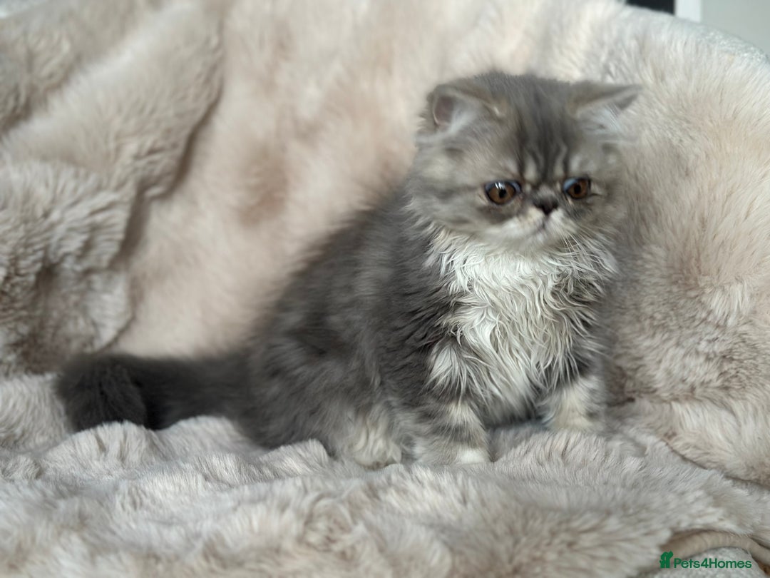 Persian cats for sale: 🐾 Beautiful Himalayan Persian Kittens 🐾 - Image 17