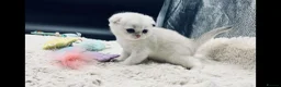 Scottish Fold cats for sale: TICA-Registered Scottish Straight/Fold Kittens - Advert 9