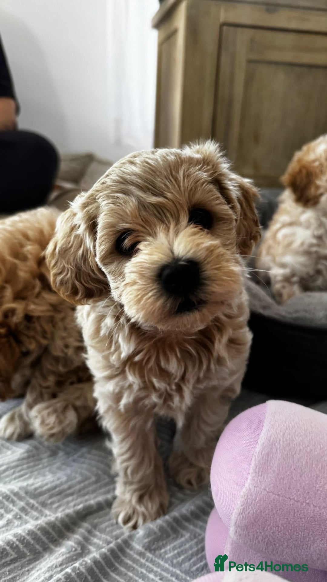 Maltipoo dogs for sale: Maltipoo puppies for sale  - Image 4