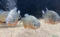 Piranhas fish for sale: Red Belly Piranhas - Image 6