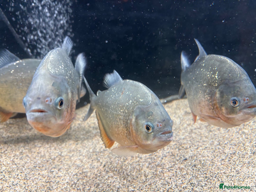 Piranhas fish for sale: Red Belly Piranhas - Image 6