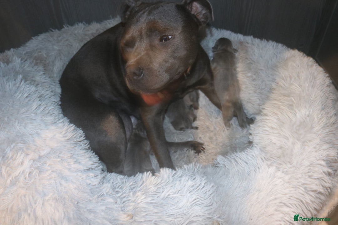 Staffordshire Bull Terrier dogs for sale: pure blue Staffordshire bull terriers - Image 8