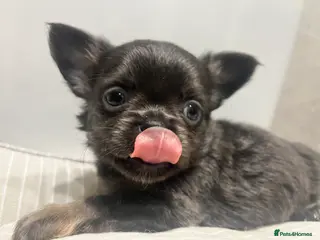 Chihuahua dogs 2 Lovely fluffy boy Chihuahuas £900 🐶🐶 - Advert 1