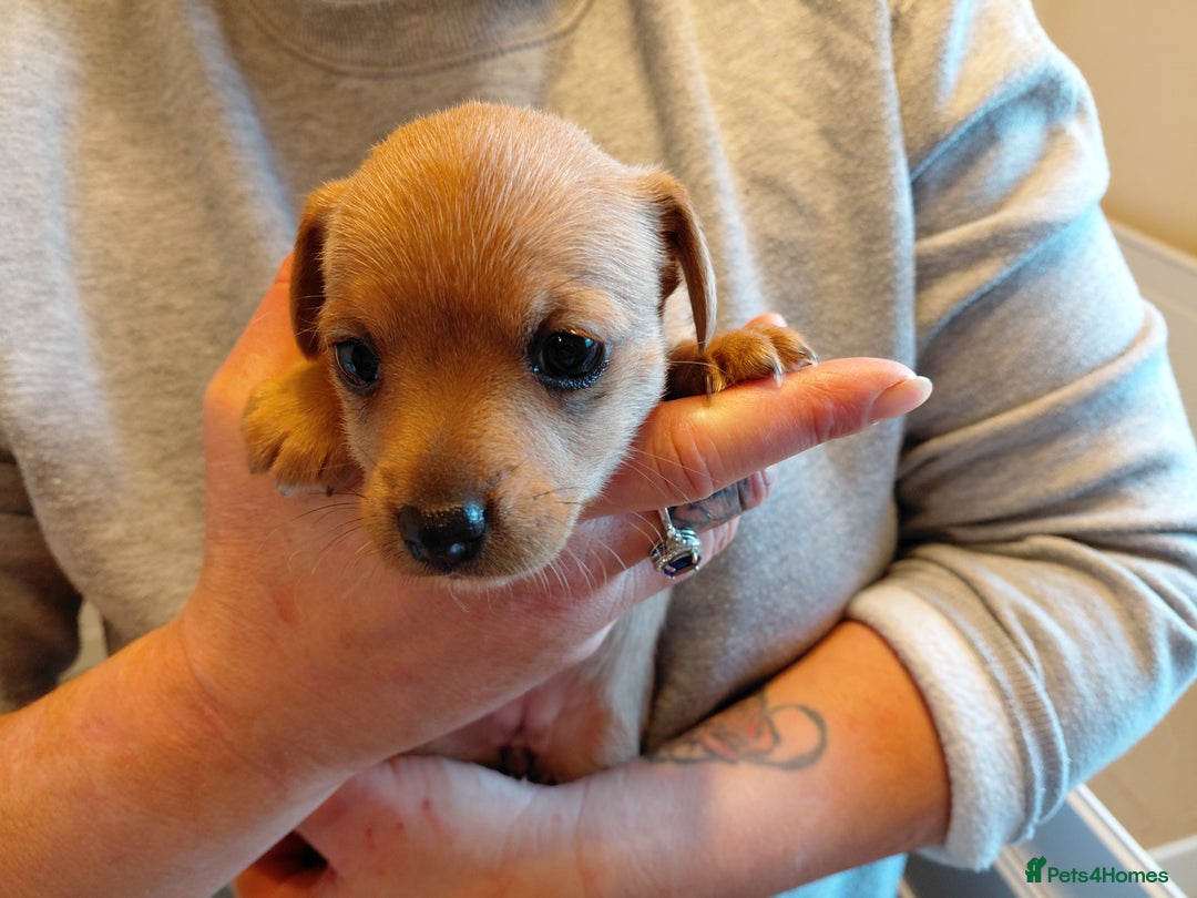 Jack Russell dogs for sale: Jack Russell Puppies - Image 8