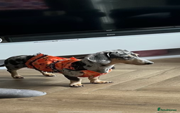 Miniature Dachshund dogs for sale: dotty, blue dapple miniature dachshund - Advert 5