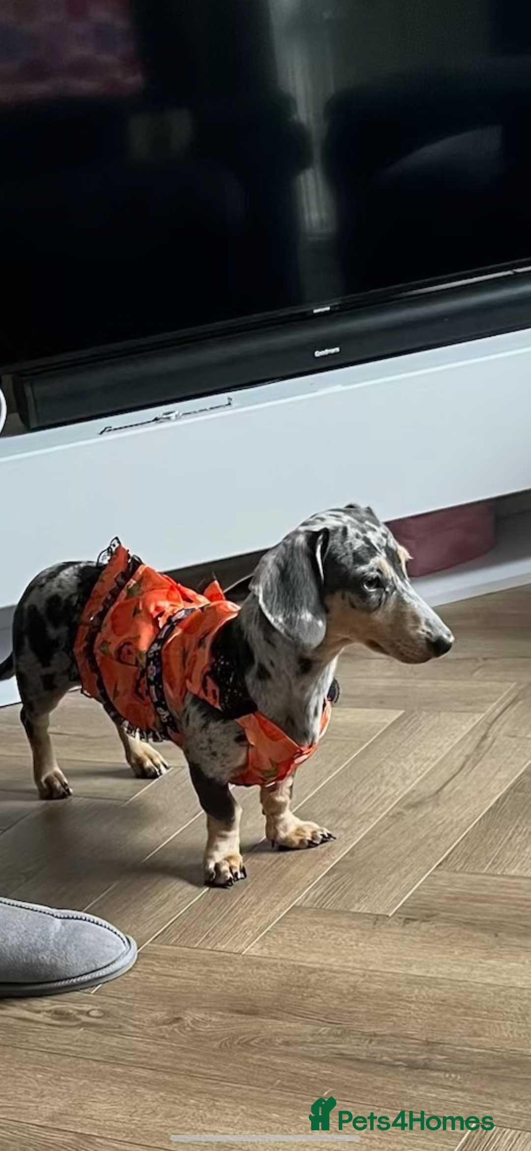 Miniature Dachshund dogs for sale: dotty, blue dapple miniature dachshund - Advert 5