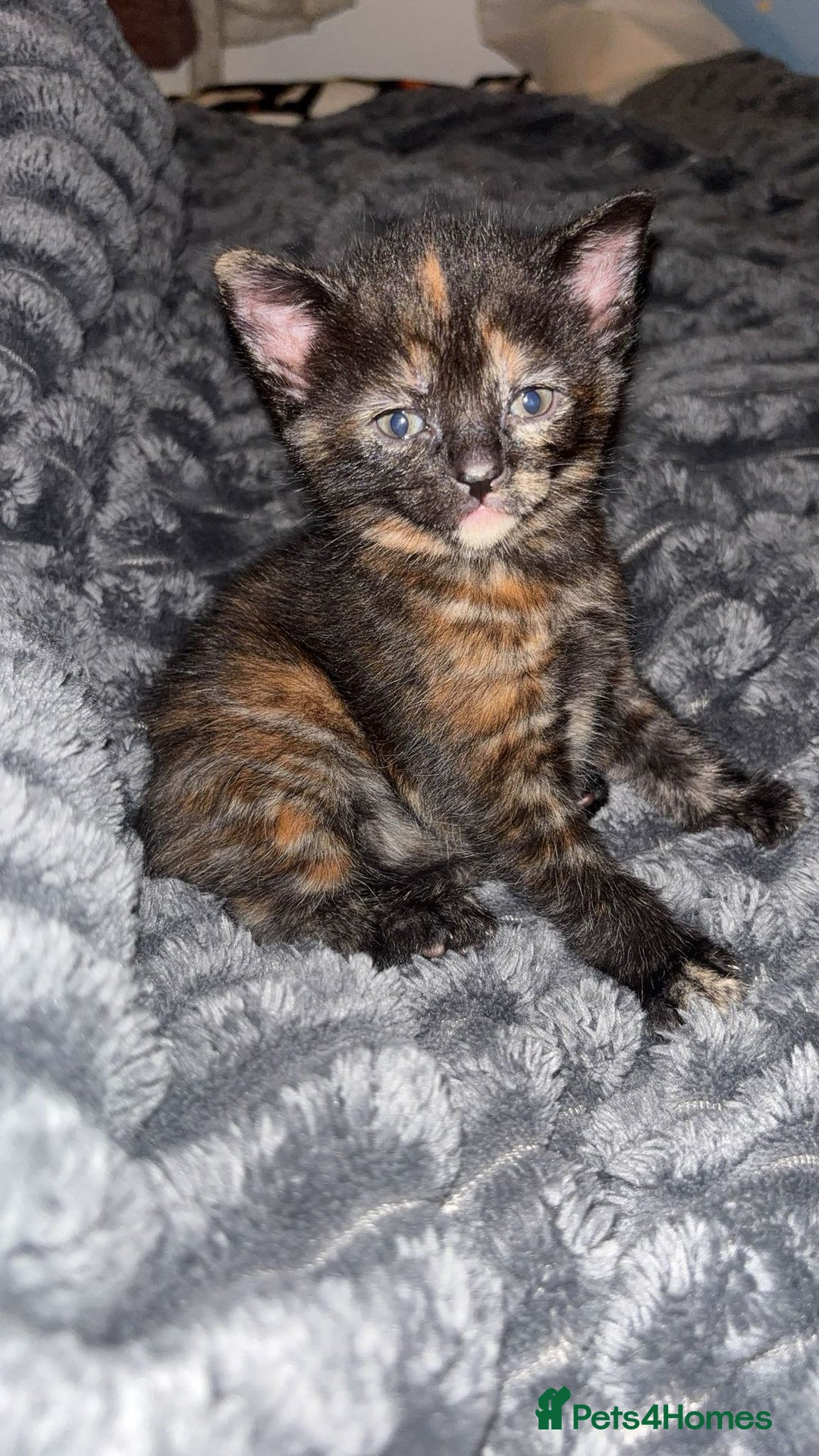 Mixed Breed cats for sale: 5 kittens  - Advert 4
