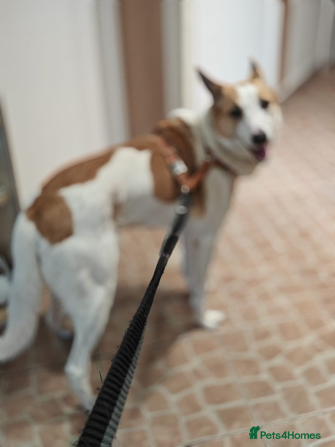 Mixed Breed dogs for adoption: ❤️Alaya❤️- Gentle 4 years old girl  - Advert 6