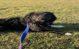 Mixed Breed dogs for adoption: 💕 Daisy & Monty – two hearts, one home 💕 - Image 5