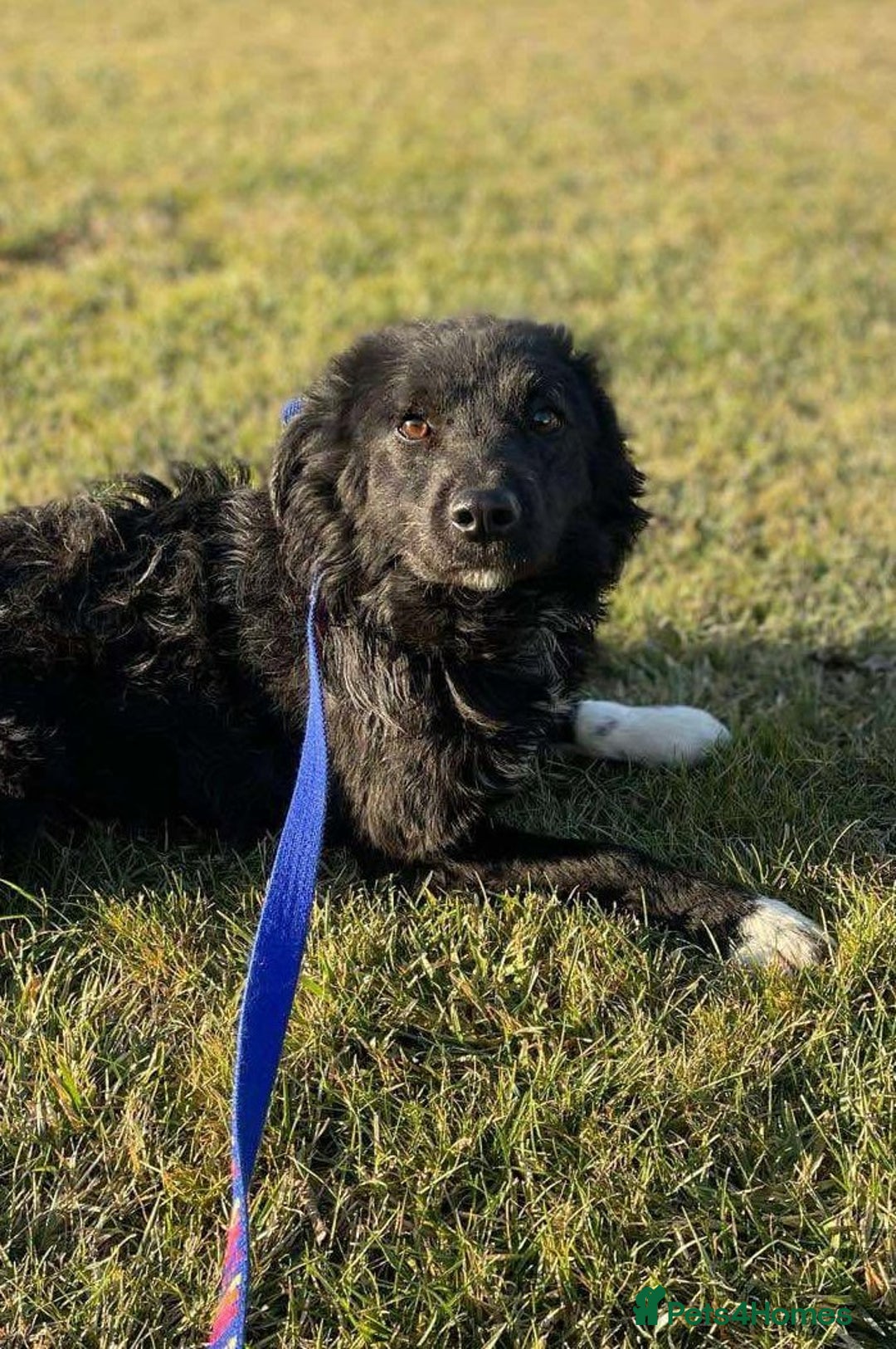 Mixed Breed dogs for adoption: 💕 Daisy & Monty – two hearts, one home 💕 - Image 5