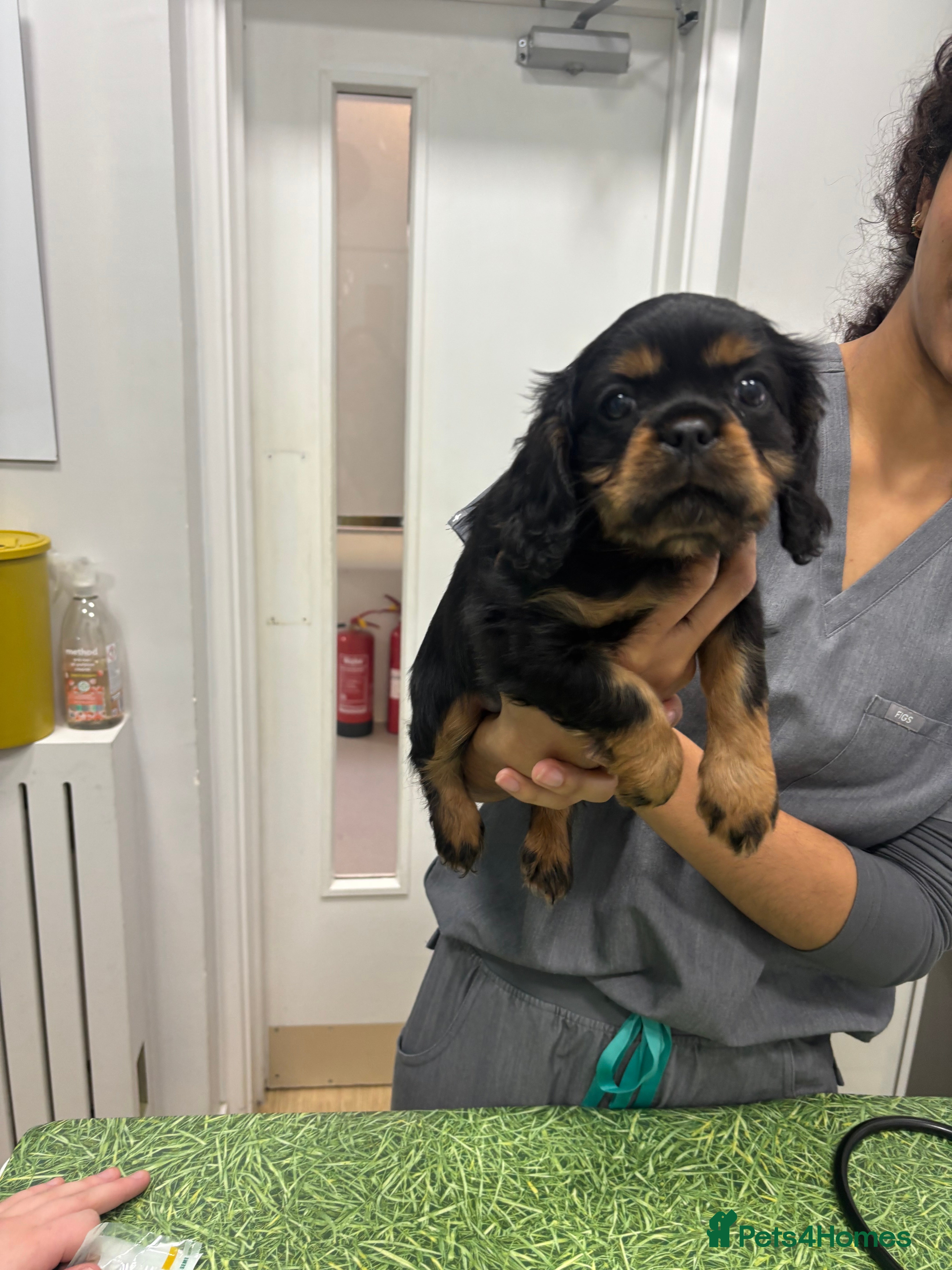 Cavalier King Charles Spaniel dogs Gorgeous KC Puppies Available  - Advert 12