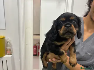 Cavalier King Charles Spaniel dogs Gorgeous KC Puppies Available - Advert 12