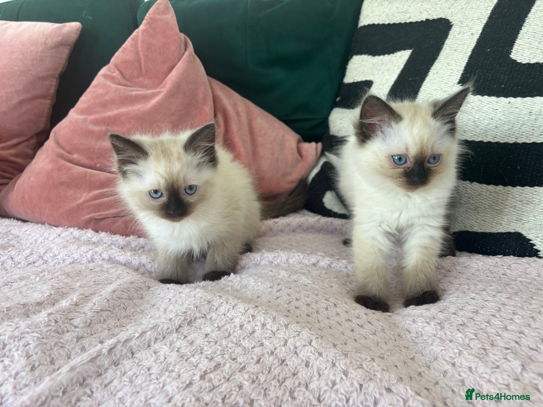Ragdoll cats for sale: Two Beautiful girls  - Image 4