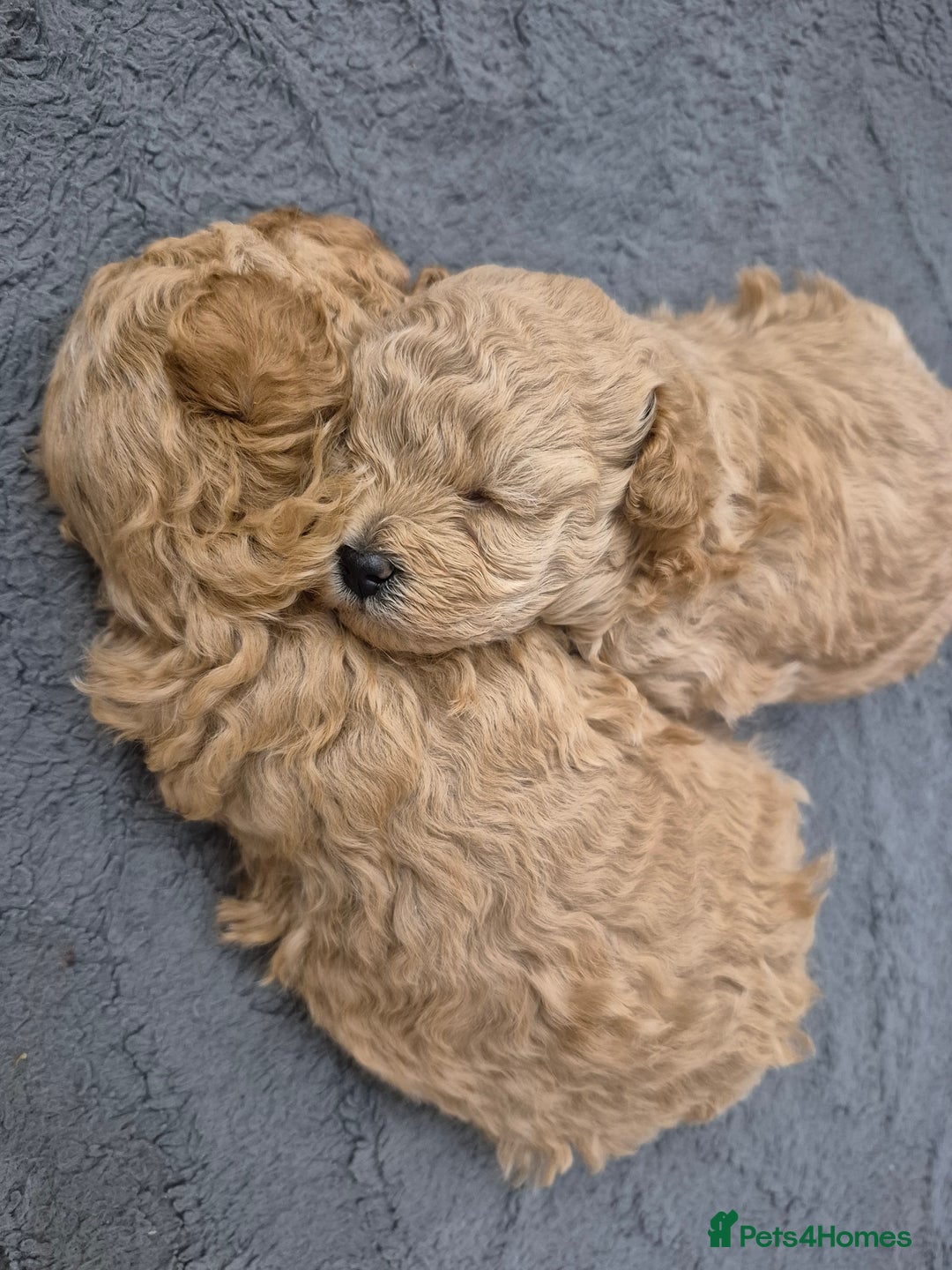 Maltipoo dogs for sale: Beautiful Toy Maltipoo Puppies   - Advert 15
