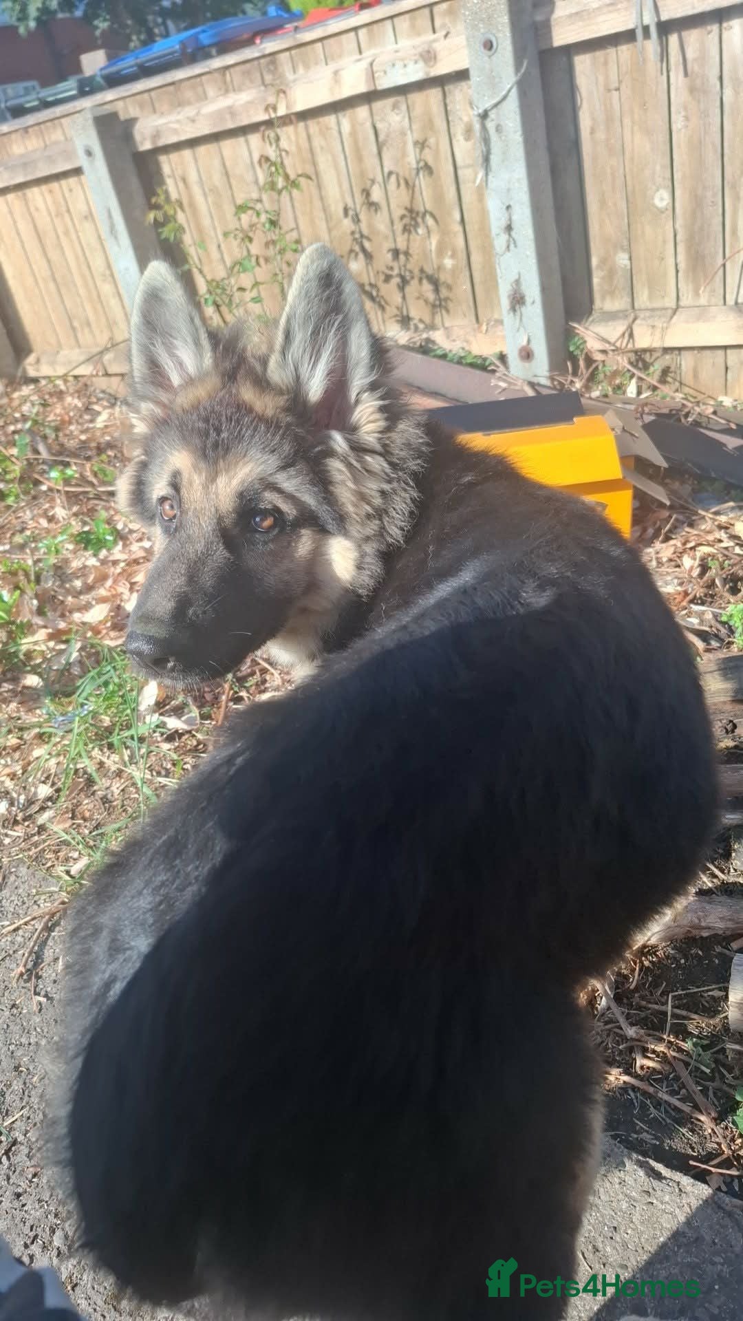 Mixed Breed dogs Large german shephard malamute mix - Advert 1