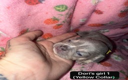 French Bulldog dogs for sale: Beautiful chunky French Bulldogs - Image 5