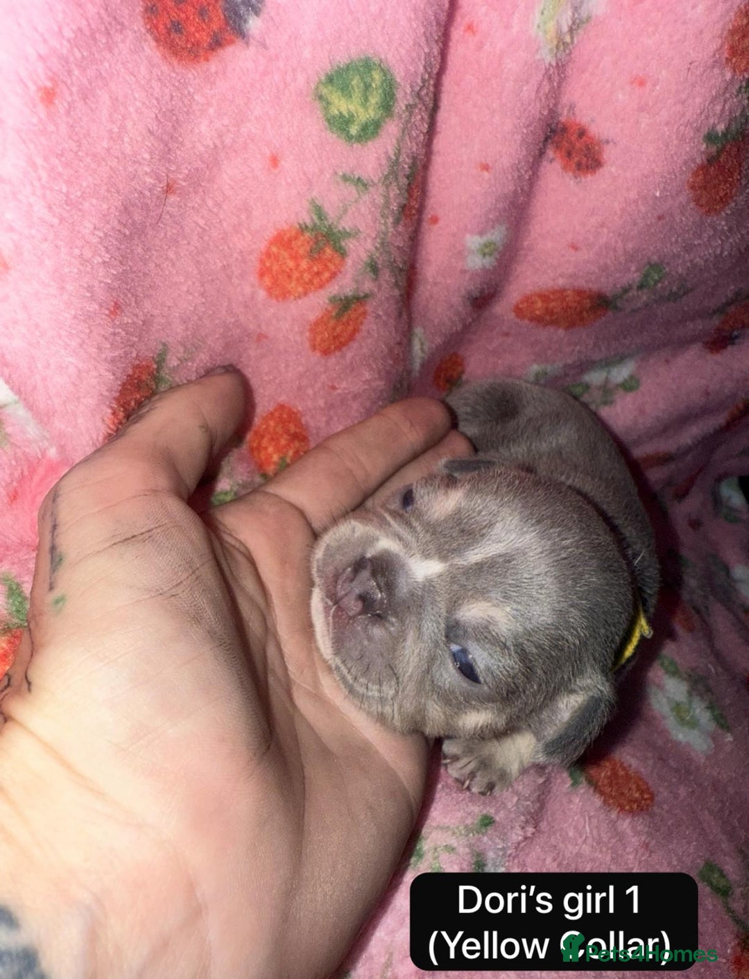 French Bulldog dogs for sale: Beautiful chunky French Bulldogs - Image 5