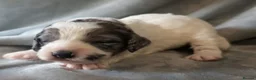 Cockapoo dogs for stud: 🐾 Cockapoo Stud Available – Healthy & Friendly🐾 - Advert 5