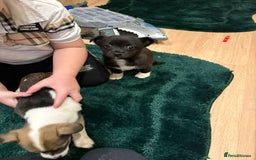 Chihuahua dogs for sale: Chihuahua  - Advert 11