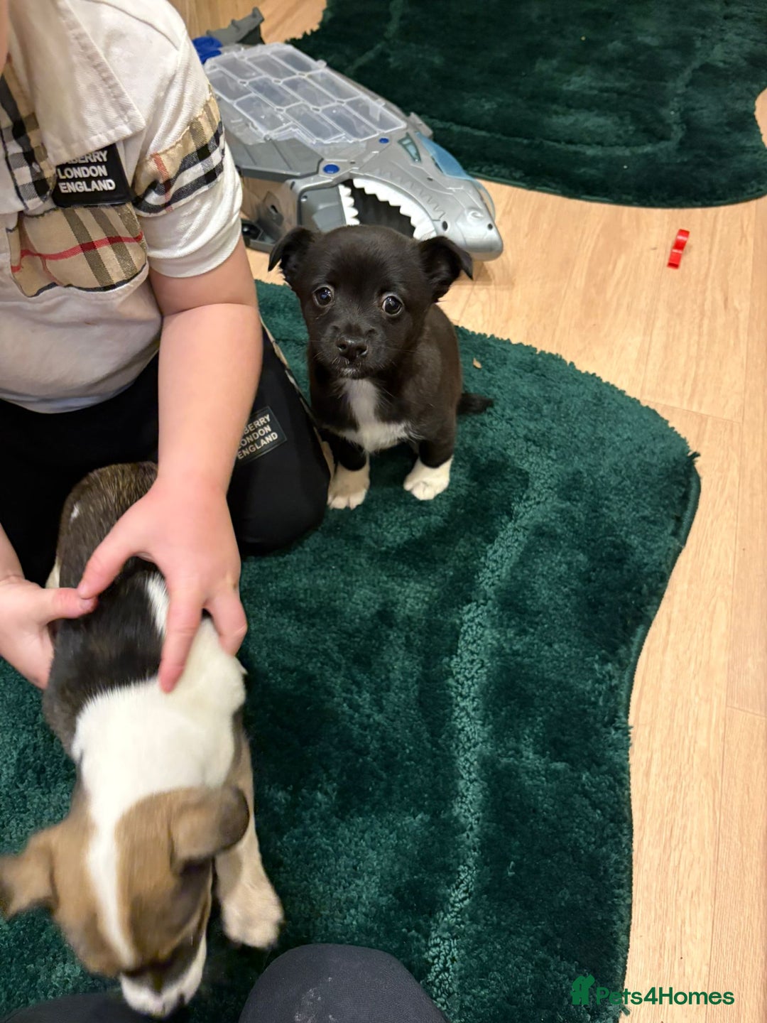 Chihuahua dogs for sale: Chihuahua  - Advert 11