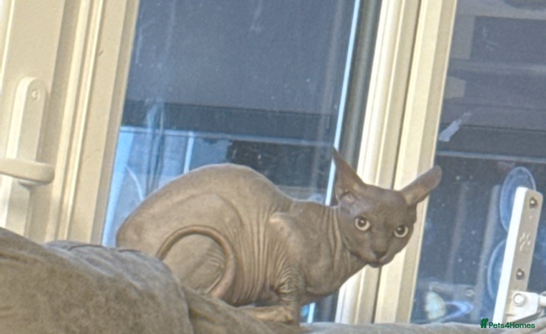 Sphynx cats for sale: Sphinx kittens for sale. Born 06/10/2025 - Image 8