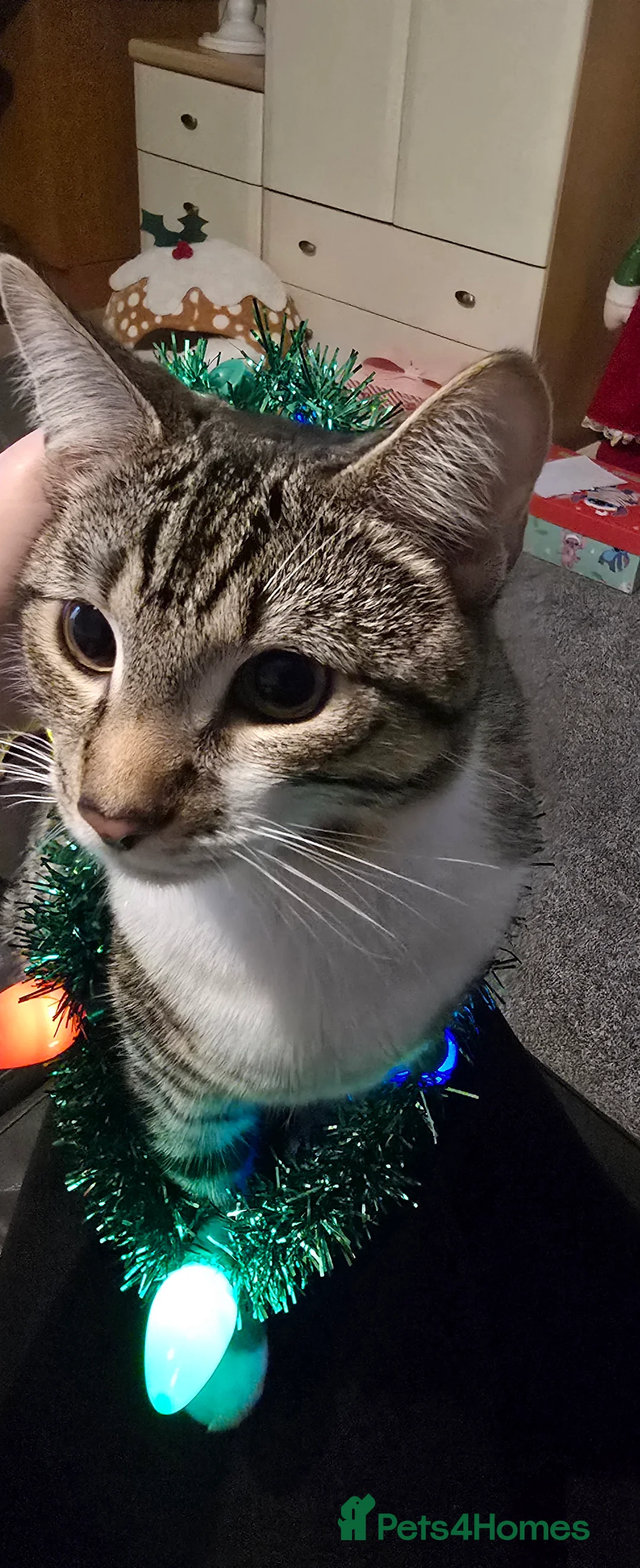 Mixed Breed cats for sale: Beautiful tabby male cat - Advert 3